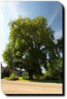 Arbre centenaire de Venouse